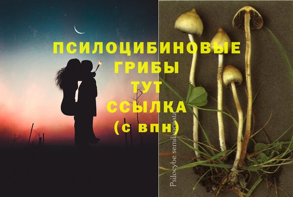 индика Аркадак